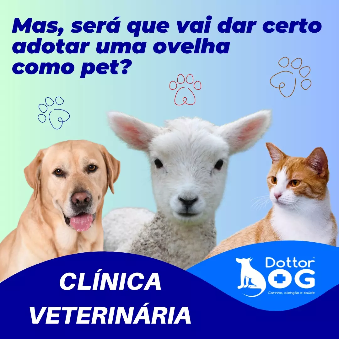 SERÁ QUE VAI DAR CERTO ADOTAR UMA OVELHA COMO PET?